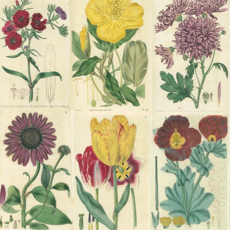 The Antique Paper Co - Original Antique Maps, Prints, Engravings - Camden Passage